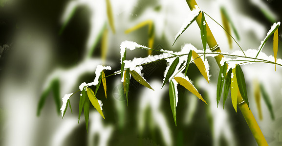 雪景观寒冷冬季竹子雪景插画