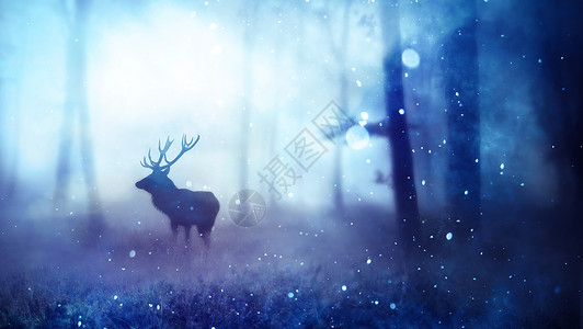 霧森林里的麋鹿设计图片