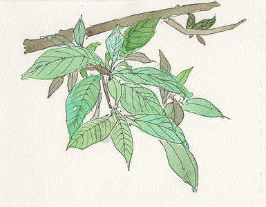 绿叶树枝素材背景图片