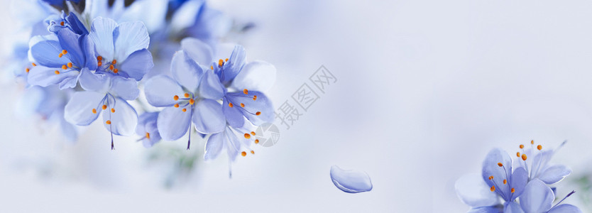 蓝色清新花朵花卉背景插画
