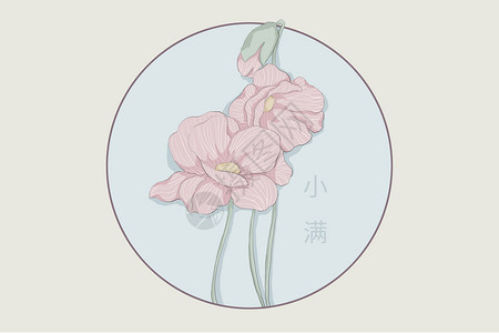 小满节气虞美人植物插画图片