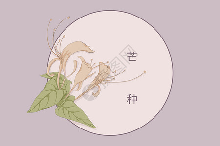 芒种植物唯美插画图片