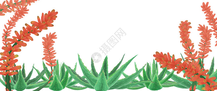 多肉绿色植物手绘芦荟植物背景插画
