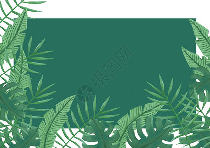 热带植物背景背景图片
