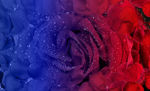 一枝红色玫瑰花妇女节玫瑰花壁纸设计图片