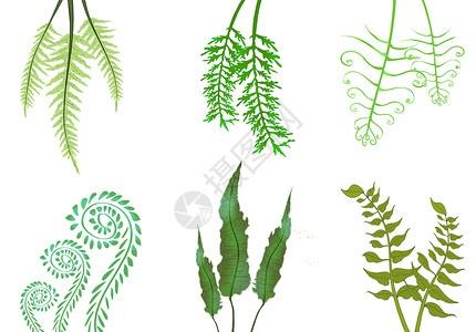 蕨类植物背景图片