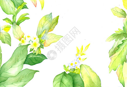 花卉绿色小清新植物背景素材图片