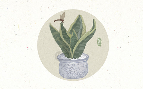 虎尾兰植物插画