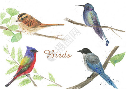 水彩手绘鸟类素材背景图片