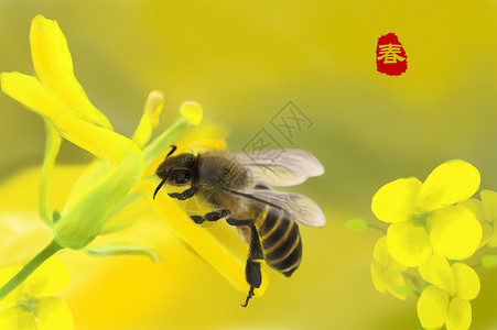 油菜花和蜜蜂背景图片