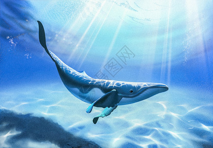 海洋阳光海底的鲸鱼插画