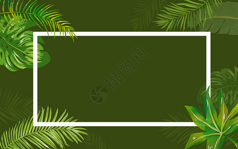 夏季热带植物背景图片