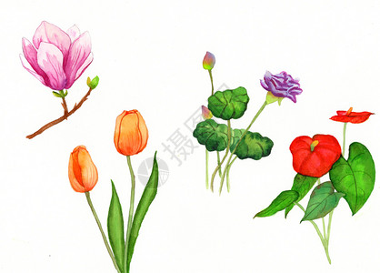 水彩手绘花卉图片