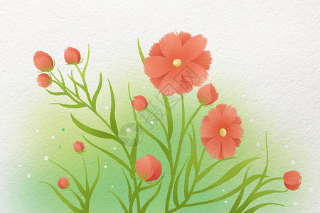 花朵素材格桑花水彩花卉植物素材插画