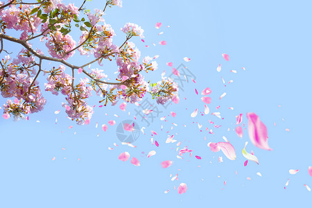 樱树飘落的浪漫樱花设计图片