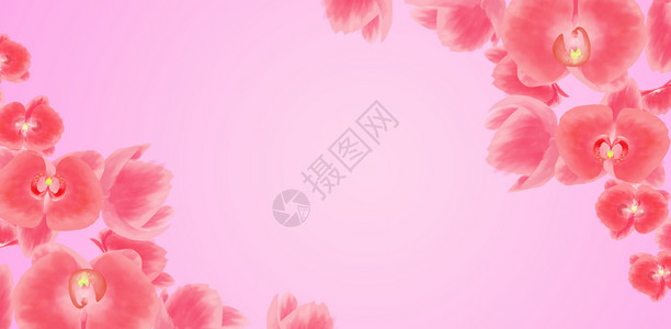 粉色花卉背景素材图片