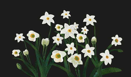 手绘水仙花卉白色花卉背景插画