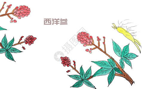 西洋参煲汤手绘水彩中药材西洋参插画