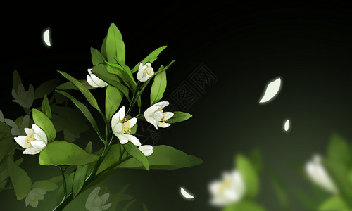 一朵白色花花卉插图插画