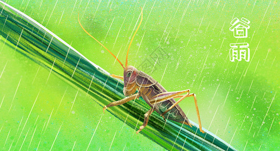 螳螂女壁纸谷雨插画插画