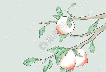 谷雨桃树桃子水高清图片