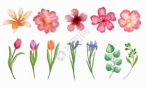 原创植物元素水彩花朵元素插画