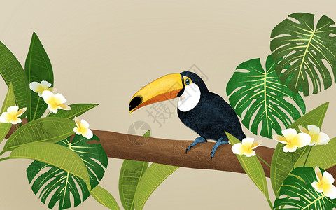 大嘴鸟热带植物背景图片