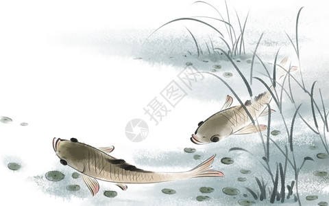 水里鱼中国风鱼插画