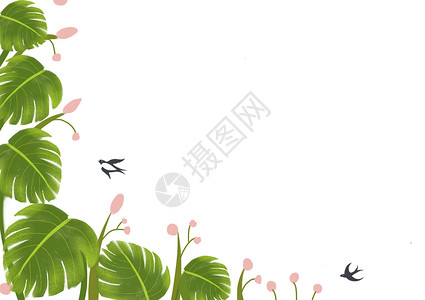 龟背竹植物背景图背景图片