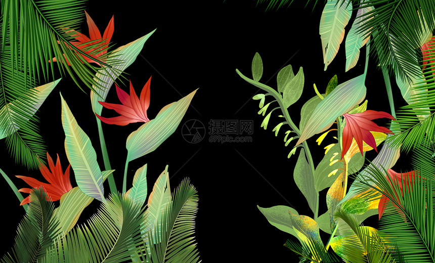 夏天热带植物背景图片