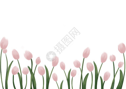 郁金香花朵边框植物二分之一留白背景图插画