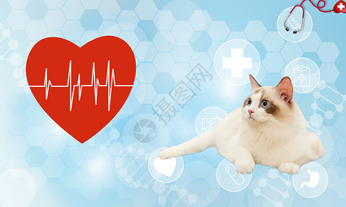 猫卖萌宠物健康医疗设计图片