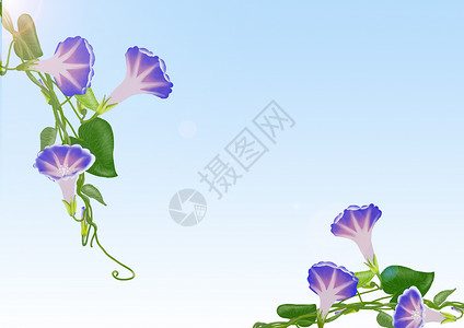 蓝紫色花卉牵牛花背景素材插画