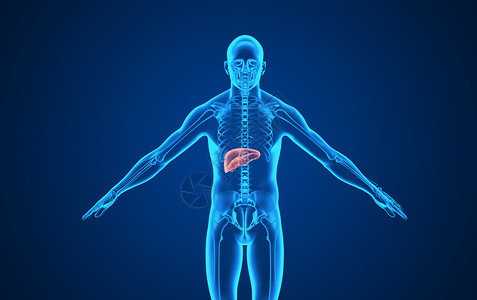 人体内脏图人体肝脏背景设计图片