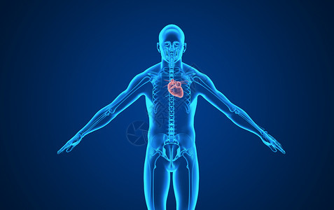 人体血液循环人体心脏背景设计图片
