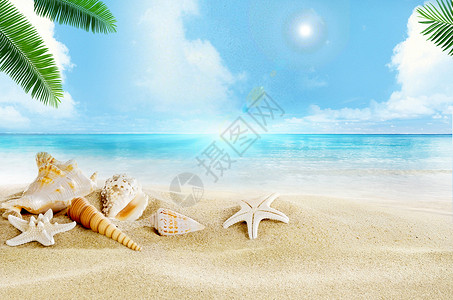 扇贝海星夏日沙滩背景设计图片