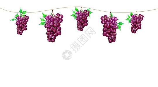 紫色葡萄边框水果手绘水彩二分之一留白插画