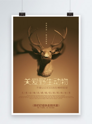 标本关爱野生动物公益海报模板