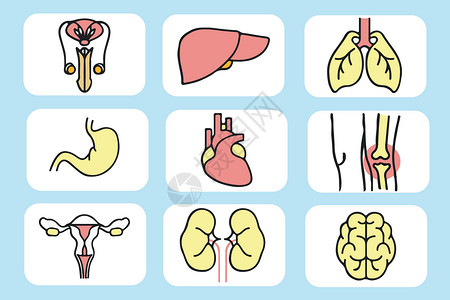 医疗知识人体器官插画