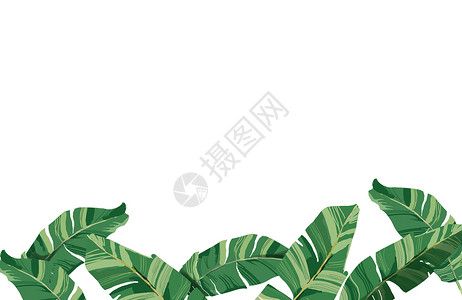 党建折页热带植物插画