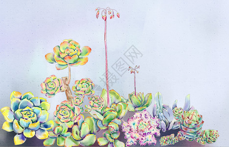 多肉花卉背景2背景图片