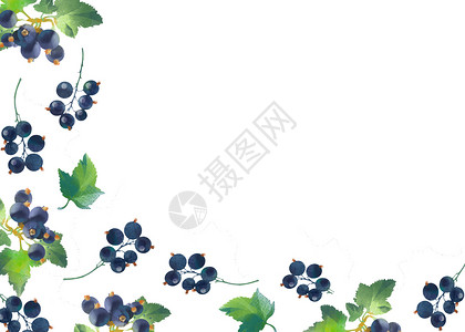 皇冠藤蔓边框蓝莓手绘二分之一留白插画