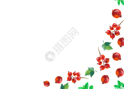 手绘蔓越莓红果子水彩手绘二分之一留白插画