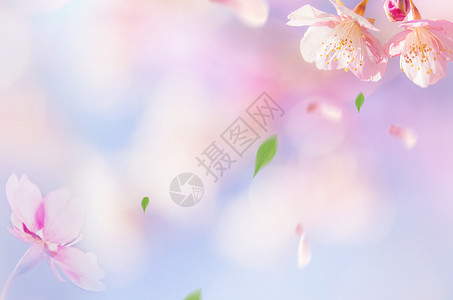 小清新花朵背景背景图片