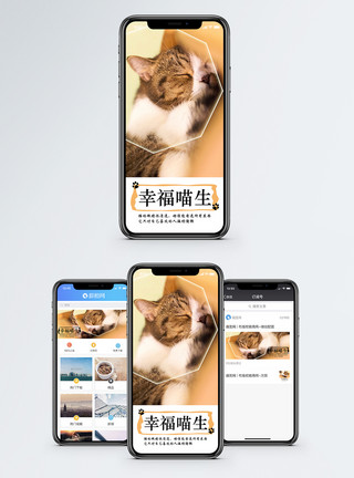 睡觉的猫咪萌宠手机海报配图模板