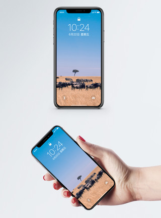 大草原上牛群大草原斑马手机壁纸模板