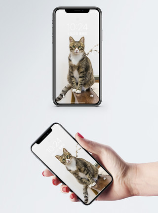 猫坐着猫手机壁纸模板