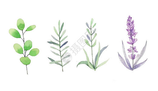 绿色花卉框植物插画