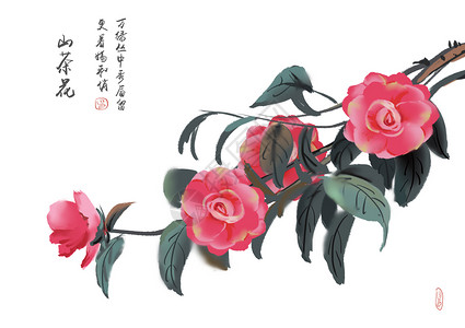 粉红色山茶花山茶花插画