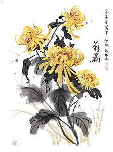 6折页菊花插画